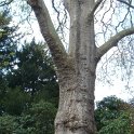 Platanus x acerifolia